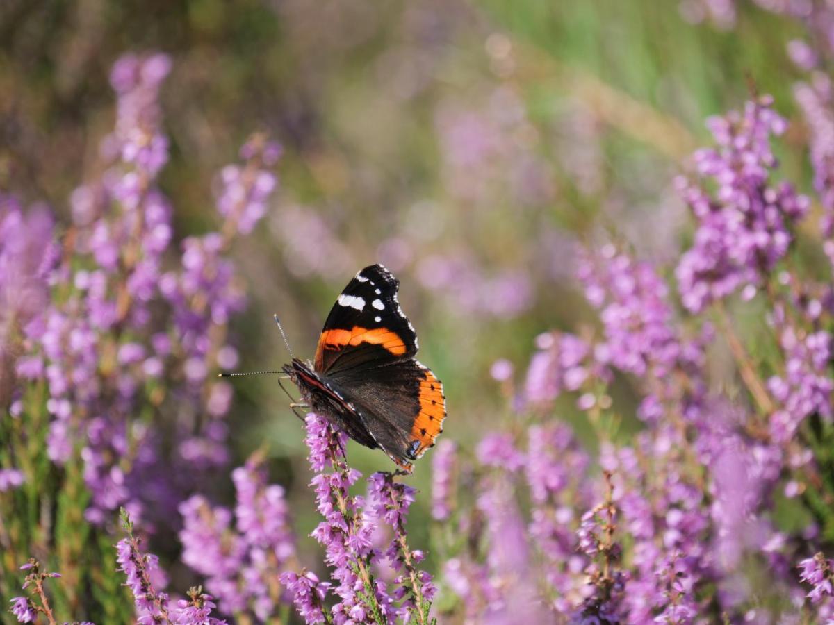 La Vita Veluwe Wapenveld Esterno foto